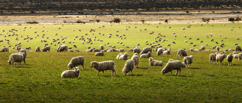 Wool from trustworthy shepherds
